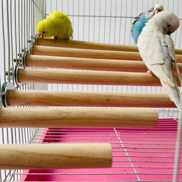 Parrot Pet Raw Standing Stick Wood Hanging Stand Rack Toy Sticksstand Parakeet Branch Perches For Bird Cage Bar Pet Supplies - Image 2