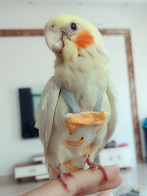 Parrot Diaper with Bowtie Cute Colorful Fruit Floral Cockatiel Pigeons Small Medium Large Pet Birds Flight Suit Clothes Washable - Image 2