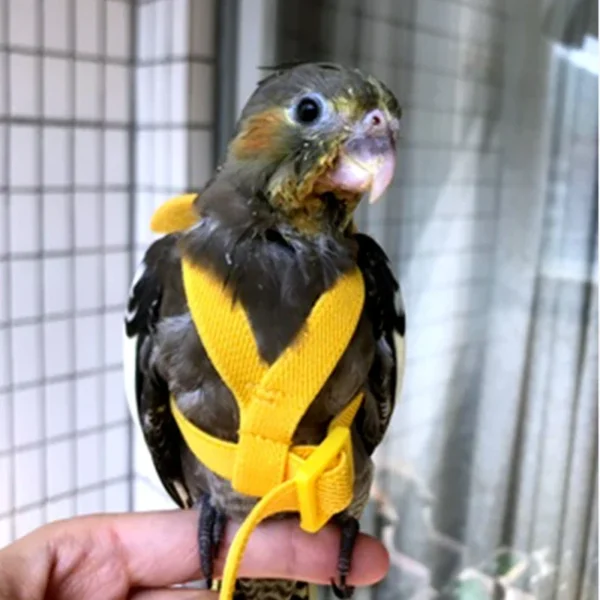 Parrot Flying Harness Leash Suit Pet Bird Outdoor Flight Training Rope Cockatiel Supplies Macaw Accessories  Stuff For Budgie - Image 4