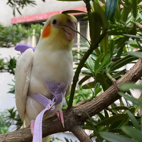 Parrot Flying Harness Leash Suit Pet Bird Outdoor Flight Training Rope Cockatiel Supplies Macaw Accessories  Stuff For Budgie - Image 2